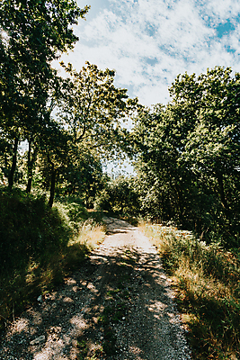 포토 JPG 해외이미지 주간 나무 자연 휴식 풍경 사람없음 야외 평화 숲속 숲길 울창 경관 해외포토 자연요소 식물 길 컨셉 숲 생태계 파일형식 이미지허브
