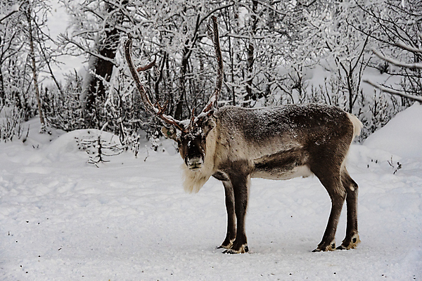 포토 JPG 해외이미지 동물 1 전통 계절 공원 남자 유럽 야생동물 크리스마스 겨울 포유류 자연 사슴 털 뿔 노르웨이 핀란드 풍경 사람없음 야외 빨간색 갈색 머리 환경 달러 추위 흰색 황무지 숲 북극 싱글 생태계 북쪽 내추럴 순록 스칸디나비아 유일 해외포토 공공시설 기념일 나라 컬러 돈 북유럽 사람 신체부위 극지방 방향 파일형식 이미지허브