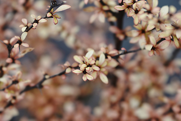 포토 JPG 해외이미지 식물 잎 자연 사람없음 야외 빨간색 노란색 정원 나뭇가지 가시 닫기 관목 해외포토 나무 컬러 모션 생태계 파일형식 이미지허브