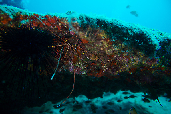 포토 JPG 해외이미지 동물 야생동물 바다 분홍색 자연 휴가 사람없음 빨간색 물 파란색 수중 게 흰색 큼 지중해 다이빙 거미 암초 거인 대서양 내추럴 깊이 아네모네 해외포토 자연요소 꽃 컬러 곤충 갑각류 수영 크기 생태계 수중스포츠 파일형식 이미지허브