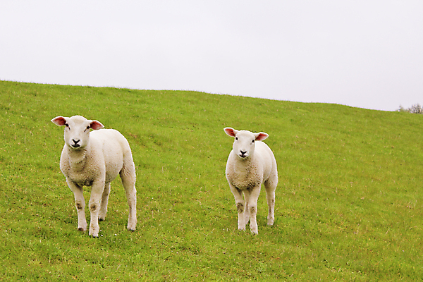 포토 JPG 해외이미지 동물 1 응시 행복 밭 농업 포유류 자연 털 풍경 사람없음 야외 초록색 여름 농장 농경지 평화 가축 봄 흰색 시골 아기 양 군중 방목 양고기 내추럴 양모 밭일 생태학 해외포토 시선 계절 교육 감정 산업 컬러 컨셉 육류 사람 직물 축산업 생태계 파일형식 이미지허브