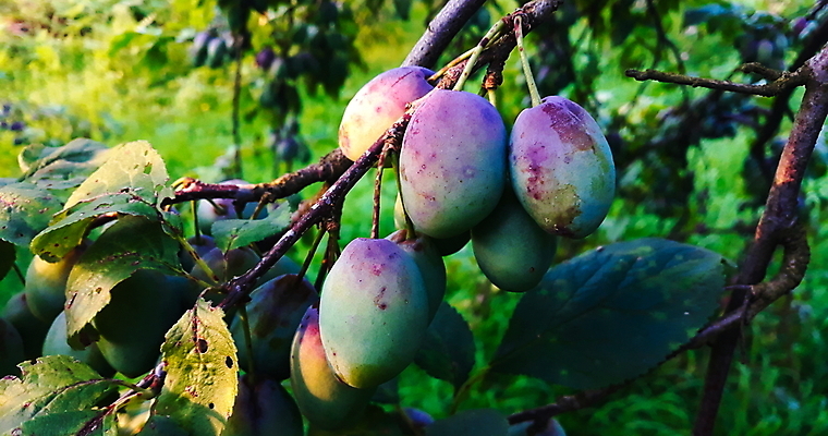 포토 JPG 해외이미지 나무 식물 잎 과일 자연 함께함 사람없음 초록색 파란색 농장 정원 보라색 나뭇가지 신선 유기농 자두 밭일 보스니아 해외포토 웰빙 컬러 컨셉 농업 생태계 파일형식 이미지허브
