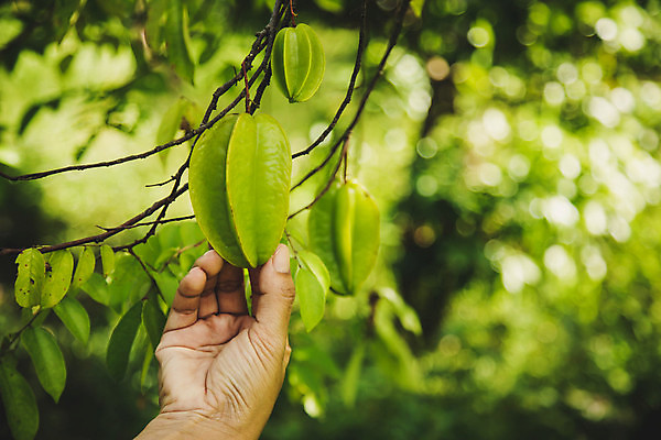 포토 JPG 해외이미지 모양 별 음식 백그라운드 잎 농업 다이어트 과일 재료 자연 디저트 건강 키위 씨앗 동양인 사람없음 초록색 농장 노란색 정원 수확 신선 시장 달콤 맛 사과 먹기 레몬 오브젝트 유기농 날것 내추럴 숙성 이국적 채식주의자 해외포토 자연요소 식물 웰빙 산업 컬러 컨셉 모션 인종 생태계 채식 파일형식 이미지허브