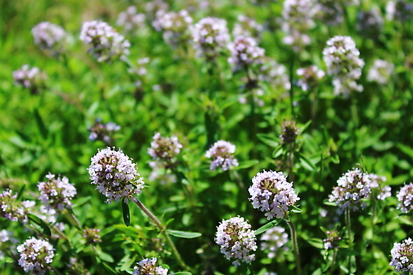 포토 JPG 해외이미지 식물 계절 꽃무늬 자연 건강 사람없음 초록색 약 정원 봄 개화 허브 원예 아로마 아로마테라피 건강식 내추럴 백리향 해외포토 꽃 음식 컬러 무늬 의학 취미 생태계 테라피 파일형식 이미지허브