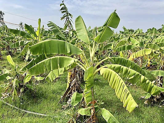 포토 JPG 해외이미지 나무 식물 계절 음식 잎 밭 농업 채소 과일 비즈니스 자연 하늘 바나나 손바닥 옥수수 풍경 사람없음 초록색 여름 농작물 햇빛 농장 마을 환경 정원 수확 성장 나뭇가지 시골 신선 숲 땅 유기농 포도밭 내추럴 밭일 그리너리 해외포토 손 웰빙 산업 컬러 곡류 태양 생태계 파일형식 트랜드컬러 이미지허브