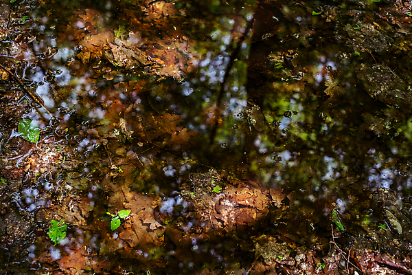 포토 JPG 해외이미지 나무 구름 계절 공원 호수 여행 백그라운드 자연 아침 산 풍경 사람없음 야외 목재 초록색 물 여름 파란색 빛 강 컬러풀 햇빛 태양 반사 평화 환경 침묵 일몰 봄 가을 시골 연못 숲 장면 내추럴 해외포토 주간 자연요소 식물 공공시설 컬러 컨셉 재료 노을 소리 생태계 파일형식 이미지허브