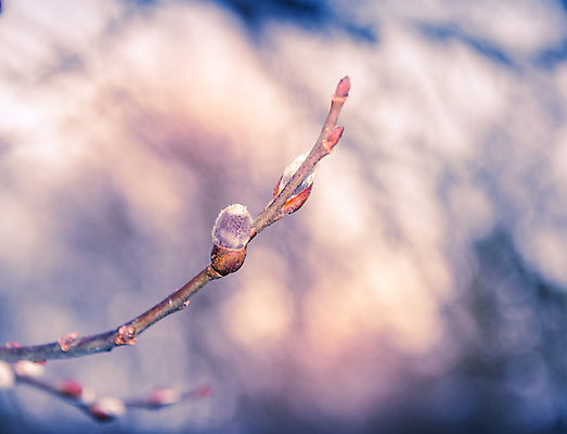 포토 JPG 해외이미지 1 계절 공원 자연 새로움 사람없음 야외 파란색 새싹 정원 보라색 봄 성장 나뭇가지 개화 소프트포커스 숲 버드나무 보케 부드러움 벌거벗은 디테일 해외포토 나무 식물 공공시설 꽃 컬러 컨셉 촬영기법 감각 생태계 파일형식 이미지허브