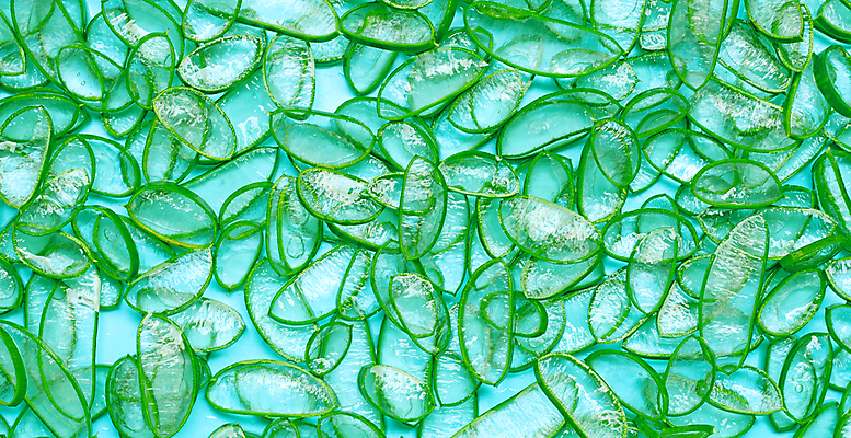 포토 JPG 해외이미지 스튜디오촬영 단면 실내 사람없음 흰배경 알로에 해외포토 식물 백그라운드 내부 흰색 파일형식 이미지허브