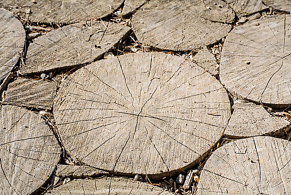 포토 JPG 해외이미지 식물 디자인 벽 백그라운드 패턴 자연 표면 날씨 추상 바닥 주택 사람없음 건물 목재 세로 갈색 줄무늬 수확 골동품 덮개 직물 소나무 판넬 거친 널 낟알 목수 질감 복고 내추럴 그런지 수목 옛날 줄서기 해외포토 나무 직업 건축물 컬러 무늬 농업 재료 모션 뚜껑 생태계 파일형식 이미지허브