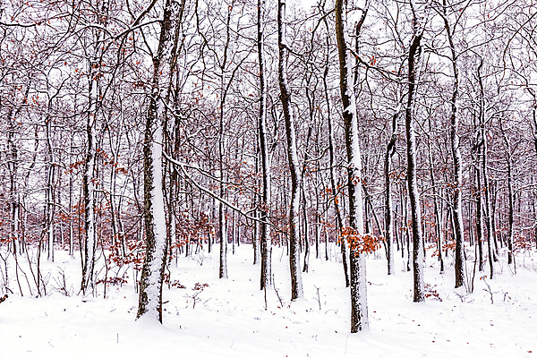 포토 JPG 해외이미지 나무 식물 계절 백그라운드 크리스마스 겨울 자연 날씨 풍경 사람없음 야외 목재 파란색 갈색 우주 냉동 얼음 추위 흰색 나뭇가지 숲 12월 서리 장면 내추럴 폭설 눈내림 해외포토 자연요소 기념일 컬러 재료 눈_날씨 날짜 자연재해 생태계 파일형식 이미지허브