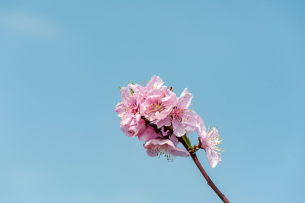포토 JPG 해외이미지 나무 식물 전통 디자인 계절 꽃 아시아 문화 분홍색 자연 하늘 휴가 산 동양인 사람없음 장식 초록색 파란색 컬러풀 평화 축제 중국 봄 벚꽃 신선 화려 개화 우아함 달콤 복숭아 내추럴 해외포토 나라 컬러 컨셉 과일 인종 맛 생태계 파일형식 이미지허브