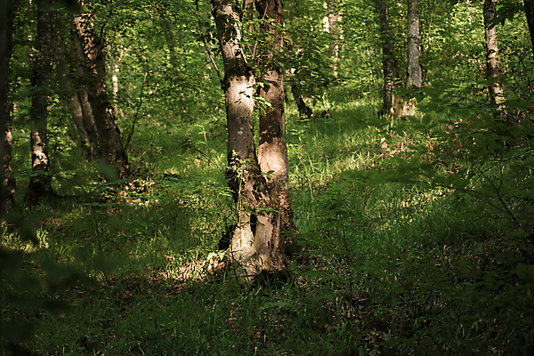 포토 JPG 해외이미지 나무 식물 공원 백그라운드 잎 패턴 자연 추상 따뜻함 이끼 풍경 사람없음 초록색 물 여름 빛 컬러풀 태양 환경 맑음 봄 젖음 수확 성장 나뭇가지 황무지 숲 큼 질감 뿌리 나무껍질 공상 마법 거인 내추럴 깊이 땅바닥 아제르바이잔 옛날 해외포토 자연요소 계절 공공시설 나라 컬러 무늬 농업 날씨 바닥 껍질 크기 생태계 파일형식 이미지허브