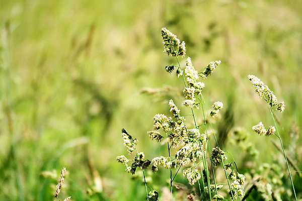 포토 JPG 해외이미지 식물 계절 백그라운드 자연 따뜻함 풍경 사람없음 야외 초록색 여름 우주 시골 묘사 내추럴 블러 해외포토 컬러 생태계 파일형식 이미지허브