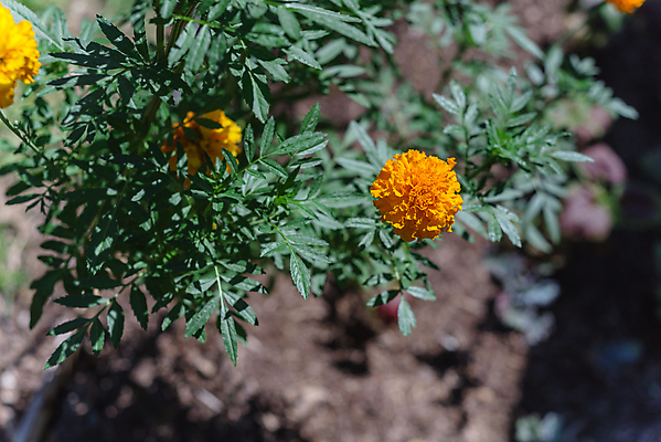 포토 JPG 해외이미지 식물 계절 꽃잎 꽃 꽃다발 백그라운드 꽃무늬 밭 오렌지 자연 사람없음 장식 초록색 컬러풀 약 노란색 정원 미국 봄 활발 벚꽃 신선 개화 약초 유기농 원예 조경 화단 내추럴 금잔화 뒤뜰 아즈텍 텍사스 해외포토 웰빙 컬러 컨셉 북아메리카 무늬 농업 과일 의학 취미 풀_식물 생태계 파일형식 이미지허브