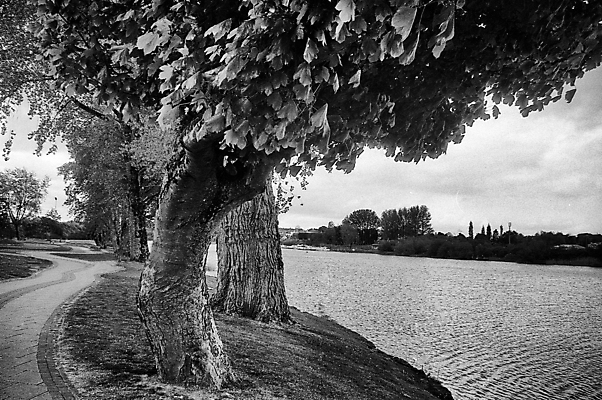 포토 JPG 해외이미지 나무 공원 잎 자연 흑백 풍경 사람없음 야외 물 여름 강 환경 검은색 흰색 내추럴 해외포토 자연요소 식물 계절 공공시설 컬러 촬영기법 생태계 파일형식 이미지허브