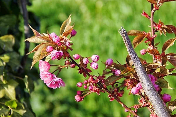 포토 JPG 해외이미지 꽃잎 꽃 잎 자연 사람없음 아웃포커스 봄 화창 해외포토 식물 계절 날씨 촬영기법 생태계 파일형식 이미지허브