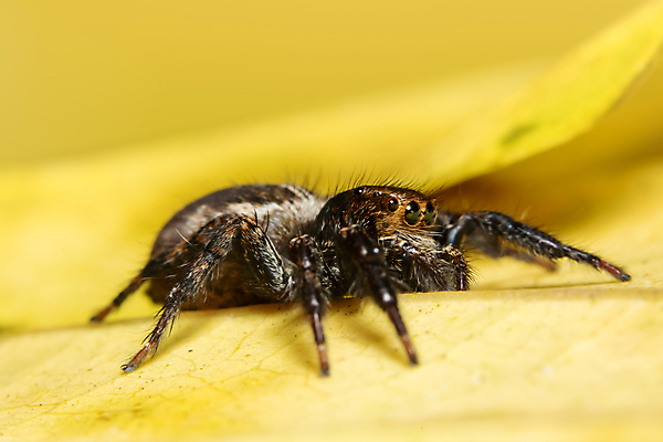 포토 JPG 해외이미지 곤충 잎 자연 사람없음 초록색 점프 육식동물 거미 S 해외포토 식물 동물 알파벳 컬러 모션 생태계 파일형식 이미지허브
