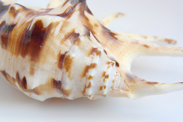 포토 JPG 해외이미지 모양 동물 바다 백그라운드 자연 추상 조개 생물 나선형 사람없음 껍질 흰색 닫기 질감 화석 내추럴 고립 해외포토 컬러 무늬 모션 어패류 생태계 파일형식 이미지허브