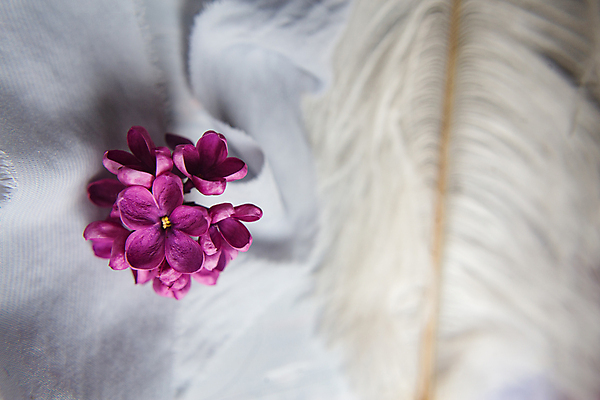 포토 JPG 해외이미지 식물 공원 꽃잎 꽃 행복 꽃다발 백그라운드 잎 꽃무늬 자연 기술 사람없음 여름 정원 맑음 보라색 봄 성장 벚꽃 나뭇가지 개화 행운 재산 제비꽃 순수 깃털 심플 엽서 아로마 5 라일락 내추럴 해외포토 나무 계절 공공시설 감정 컬러 컨셉 무늬 날씨 금융 숫자 편지 생태계 파일형식 이미지허브