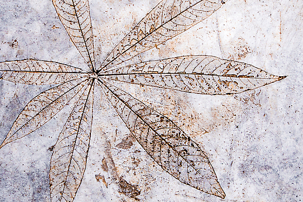 포토 JPG 해외이미지 디자인 백그라운드 잎 패턴 건축양식 자연 표면 추상 바닥 미술 사람없음 정원 회색 거친 보행로 묘사 질감 내추럴 옛날 콘크리트 각인 해외포토 식물 건축 길 컬러 무늬 문화예술 생태계 파일형식 이미지허브