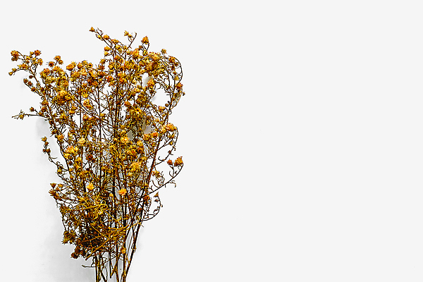 포토 JPG 해외이미지 실내 사람없음 가을 흰배경 드라이플라워 카피스페이스 해외포토 계절 꽃 백그라운드 내부 공백 흰색 파일형식 이미지허브