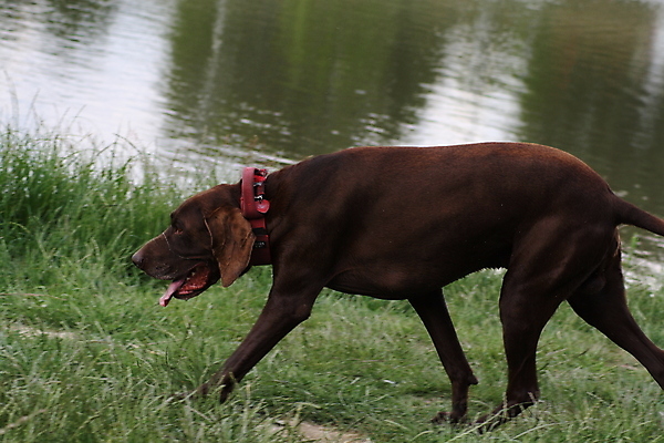포토 JPG 해외이미지 동물 손 행복 얼굴 백그라운드 밭 신체 포유류 가족 놀이 함께함 관리 서기 사람 사람없음 야외 초록색 물 스마트폰 사무실 갈색 걷기 잡기 입 개 큼 육식동물 고립 다음 돌봄 해외포토 자연요소 감정 컬러 컨셉 농업 비즈니스 관계 모션 신체부위 핸드폰 스마트기기 크기 파일형식 이미지허브