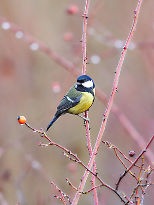 포토 JPG 해외이미지 나무 동물 응시 야생동물 백그라운드 날개 자연 조류 사랑 앉기 사람없음 빛 검은색 놀람 회색 가을 흰색 나뭇가지 황무지 작음 큼 손목시계 깃털 만족 싱글 부리 코코넛 봉 서식지 동물상 절정 파라다이스 해외포토 식물 시선 계절 감정 시계 컬러 과일 장신구 모션 표정 조형물 크기 생태계 파일형식 이미지허브