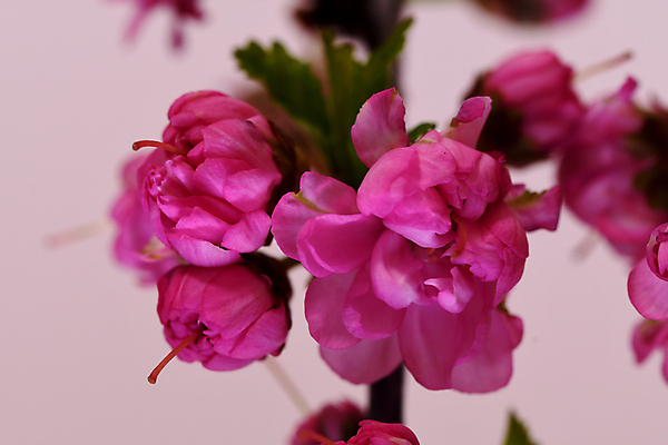 포토 JPG 해외이미지 나무 꽃 자연 사람없음 새싹 봄 벚꽃 개화 체리 관목 해외포토 식물 계절 과일 생태계 파일형식 이미지허브