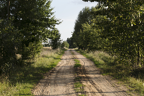 포토 JPG 해외이미지 나무 식물 계절 도로 모래 여행 백그라운드 밭 자연 하늘 풍경 잔디 사람없음 야외 초록색 여름 파란색 빛 모래사장 햇빛 갈색 마을 맑음 봄 흰색 시골 신선 숲 땅 먼지 장면 내추럴 땅바닥 루트 방법 블러 선로 스타일 수평선 선두 해외포토 길 바다 컬러 농업 교통시설 날씨 바닥 태양 생태계 파일형식 이미지허브