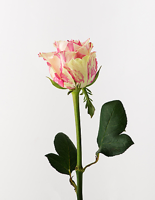 포토 JPG 해외이미지 꽃잎 잎 사람없음 장미 흰배경 해외포토 식물 꽃 백그라운드 흰색 파일형식 이미지허브