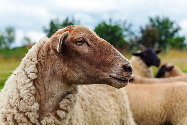 포토 JPG 해외이미지 동물 응시 얼굴 밭 농업 포유류 자연 털 서기 풍경 사람없음 야외 농장 농경지 마을 환경 가축 시골 양 그룹 군중 방목 땅 양고기 양모 밭일 찰과상 해외포토 시선 산업 모션 육류 사람 신체부위 직물 축산업 상처 생태계 파일형식 이미지허브