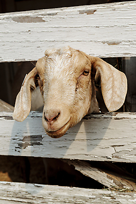 포토 JPG 해외이미지 동물 응시 행복 얼굴 백그라운드 농업 포유류 자연 염소 사람없음 야외 반려동물 농장 갈색 머리 가축 흰색 시골 자신감 닫기 작음 호기심 주둥이 내추럴 해외포토 시선 감정 산업 컬러 컨셉 모션 신체부위 크기 생태계 파일형식 이미지허브