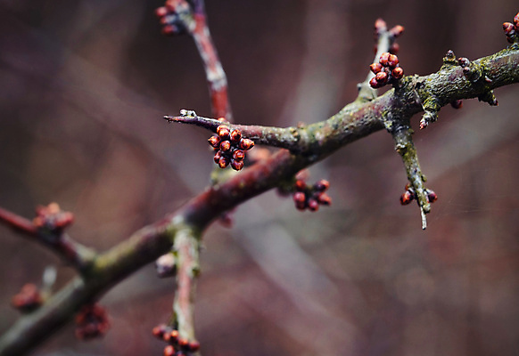 포토 JPG 해외이미지 나무 식물 계절 꽃 백그라운드 꽃무늬 과일 자연 건강 사람없음 빨간색 초록색 갈색 정원 어둠 봄 회색 벚꽃 흰색 나뭇가지 개화 가시 관목 내추럴 해외포토 컬러 무늬 생태계 파일형식 이미지허브