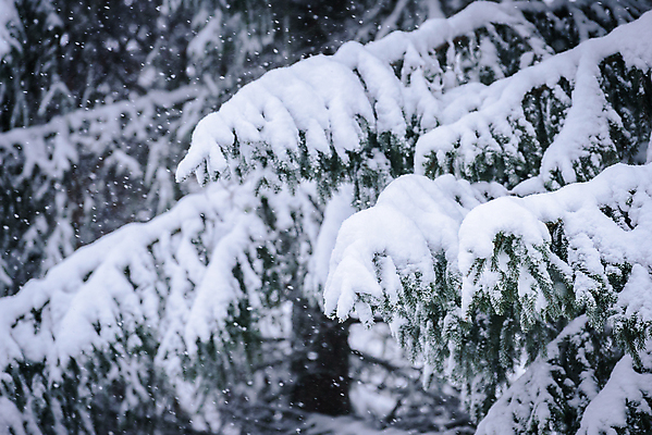 포토 JPG 해외이미지 주간 겨울 풍경 사람없음 야외 아웃포커스 나뭇가지 눈 상고대 겨울풍경 해외포토 자연요소 나무 계절 날씨 촬영기법 서리 파일형식 이미지허브
