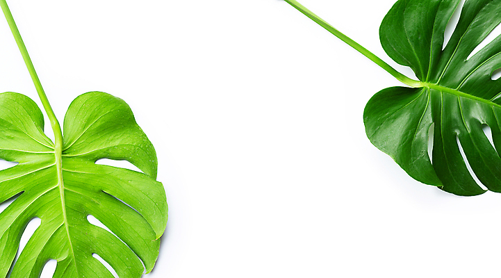 포토 JPG 해외이미지 실내 사람없음 두개 흰배경 몬스테라 열대잎 카피스페이스 해외포토 식물 백그라운드 잎 2 내부 공백 흰색 파일형식 이미지허브