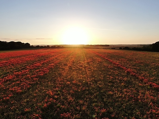 포토 JPG 해외이미지 꽃 밭 자연 풍경 사람없음 빨간색 여름 일몰 시골 양귀비 해외포토 식물 계절 컬러 농업 노을 생태계 파일형식 이미지허브