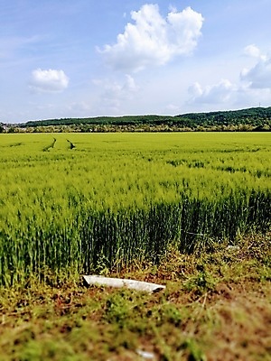 포토 JPG 해외이미지 식물 구름 음식 백그라운드 패턴 밭 농업 가족 자연 하늘 추상 건조 건강 서기 풍경 사람없음 야외 건물 초록색 물 농작물 울타리 농장 정원 기차 양 소 닫기 군중 숲 큼 방목 먹기 사인 얼룩말 선로 해외포토 자연요소 건축물 산업 육상교통 컬러 무늬 포유류 관계 모션 대중교통 사람 담장 말_동물 축산업 크기 생태계 파일형식 이미지허브