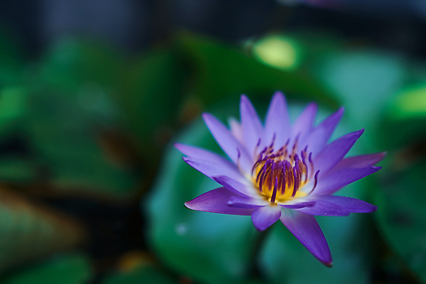 포토 JPG 해외이미지 식물 디자인 계절 꽃잎 꽃 행복 분홍색 백그라운드 잎 꽃무늬 밭 일러스트 텍스트 자연 벽지 추상 휴가 사람없음 야외 장식 초록색 여름 파란색 빛 컬러풀 라벨 정원 보라색 봄 활발 벚꽃 흰색 축하 인사 신용카드 개화 질감 엽서 부드러움 라벤더 내추럴 블러 해외포토 감정 컬러 컨셉 무늬 농업 프레임 금융 예절 감각 편지 허브 생태계 파일형식 이미지허브