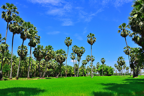 포토 JPG 해외이미지 나무 식물 길 백그라운드 밭 태국 자연 하늘 호텔 손바닥 그림자 동양인 풍경 잔디 사람없음 야외 장식 초록색 물 여름 파란색 농장 환경 정원 시골 숲 설탕 내추럴 해외포토 자연요소 손 계절 아시아 컬러 농업 숙소 인종 생태계 파일형식 이미지허브