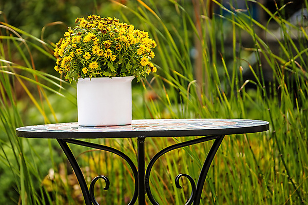 포토 JPG 해외이미지 꽃 꽃다발 의자 사람없음 초록색 노란색 정원 꽃병 시골 책상 숨기 해외포토 식물 컬러 가구 모션 파일형식 이미지허브