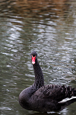 포토 JPG 해외이미지 동물 1 호수 야생동물 자연 조류 영국 사람없음 야외 빨간색 물 강 머리 검은색 연못 우아함 깃털 싱글 런던 부리 백조 목 계산서 내추럴 동물상 웅장함 해외포토 자연요소 유럽 컬러 컨셉 신체부위 조형물 생태계 파일형식 이미지허브