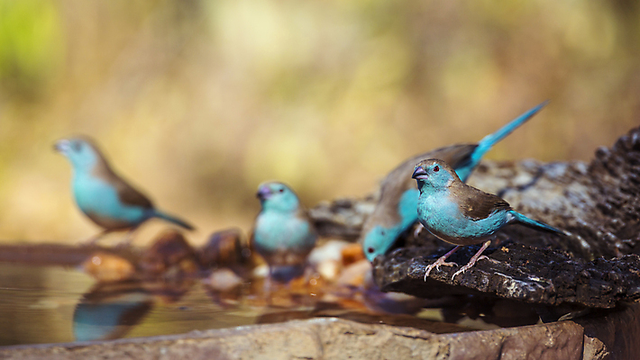 포토 JPG 해외이미지 동물 야생동물 아프리카 자연 조류 파노라마 국립공원 사람없음 물 파란색 관광지 마시기 연못 4 그룹 보호 사파리 남아프리카 보츠와나 보호구역 해외포토 자연요소 공원 나라 컬러 여행 컨셉 모션 촬영기법 숫자 생태계 구역 파일형식 이미지허브