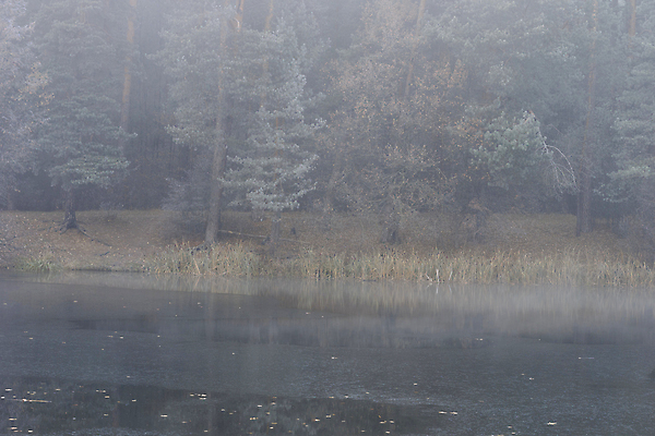 포토 JPG 해외이미지 나무 계절 호수 백그라운드 잎 겨울 자연 아침 날씨 풍경 사람없음 야외 가로 물 여름 강 반사 우주 침묵 추위 안개 가을 연못 가장자리 야간 12월 11월 조경 온도 해외포토 주간 자연요소 식물 소리 날짜 둘레 생태계 파일형식 이미지허브