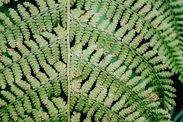 포토 JPG 해외이미지 백그라운드 잎 자연 사람없음 초록색 양치식물 해외포토 식물 컬러 생태계 파일형식 이미지허브