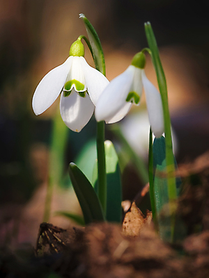 포토 JPG 해외이미지 식물 계절 꽃잎 꽃 백그라운드 잎 꽃무늬 자연 아침 사람없음 장식 초록색 빛 햇빛 머리 정원 맑음 봄 성장 벚꽃 흰색 시골 신선 개화 그룹 떨어짐 숲 다발 허브 묘사 속도 보케 서식지 삼림지대 헌병 해외포토 주간 컬러 컨셉 무늬 날씨 신체부위 태양 군인 생태계 파일형식 이미지허브