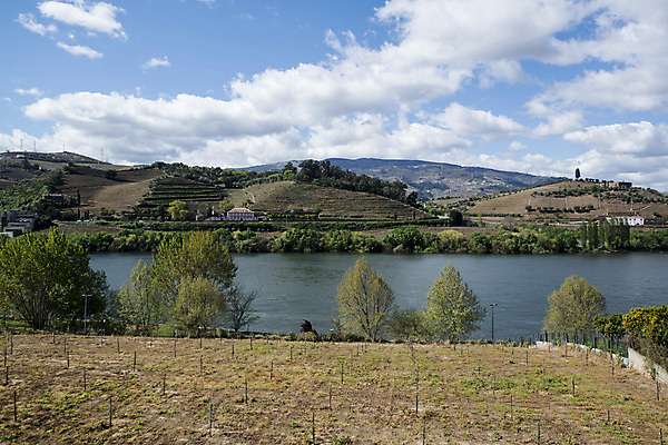 포토 JPG 해외이미지 유럽 농업 자연 풍경 사람없음 강 와인 계곡 포르투갈 도루강 양조장 해외포토 나라 산업 주류 생태계 파일형식 이미지허브