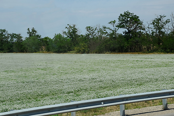포토 JPG 해외이미지 나무 식물 구름 계절 꽃 도로 길 백그라운드 밭 자연 하늘 풍경 사람없음 야외 초록색 여름 파란색 컬러풀 햇빛 머리 농사 침묵 봄 벚꽃 흰색 시골 개화 황무지 숲 양귀비 내추럴 방법 해외포토 자연요소 컬러 농업 교통시설 신체부위 태양 소리 생태계 파일형식 이미지허브