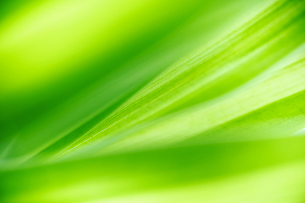 포토 JPG 해외이미지 백그라운드 잎 자연 벽지 사람없음 초록색 해외포토 식물 컬러 생태계 파일형식 이미지허브