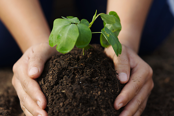 포토 JPG 해외이미지 주간 손 야외 신체부위 새싹 흙 해외포토 자연요소 식물 사람 파일형식이미지허브 