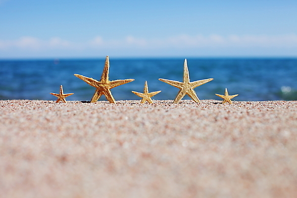 포토 JPG 해외이미지 주간 모래 불가사리 해변 사람없음 야외 아웃포커스 해외포토 자연요소 바다 극피동물 촬영기법 파일형식 이미지허브